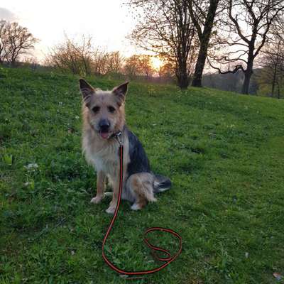 Hundetreffen-Social Walk im Teutoburger Wald-Bild