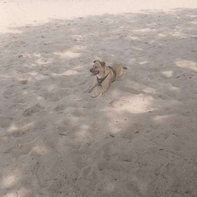 Hundetreffen-Spaziergänge mit viel Spielen-Bild