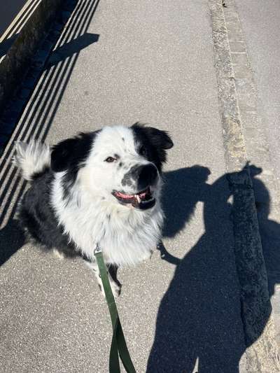 Hundetreffen-Hunde zum spielen und spazieren gesucht-Bild