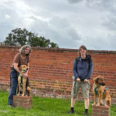 Hundetreffen-Social Walk-Bild