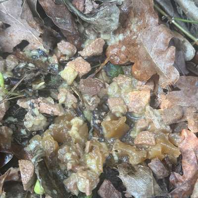 Giftköder-Eventuell Giftköder?-Bild