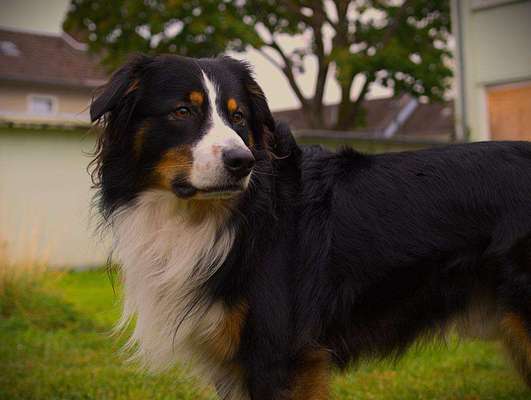 Hundetreffen-Welpen zum Fotografieren gesucht🐾📸-Bild