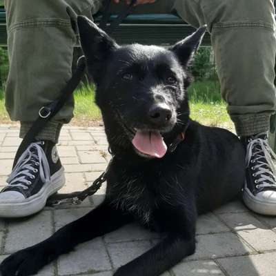 Hundetreffen-Sozialisierung-Bild