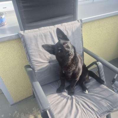 Hundetreffen-Gemeinsames Spazierengehen, Spielen-Bild