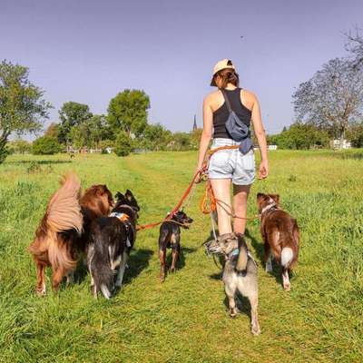 %{de_profession_title} Gassiservice/ professionelles Dogwalking %{location} – Dogorama
