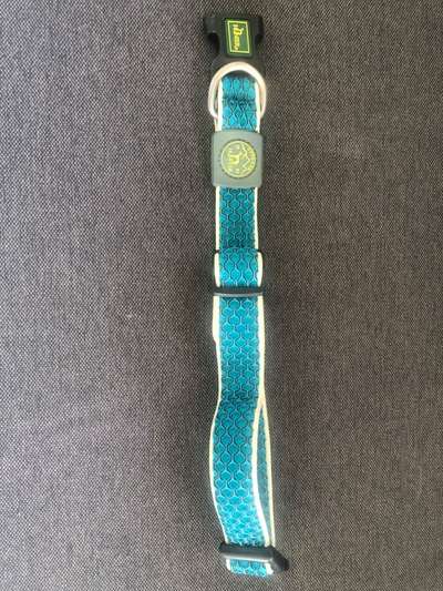 Havaneser dabei?:)-Beitrag-Bild