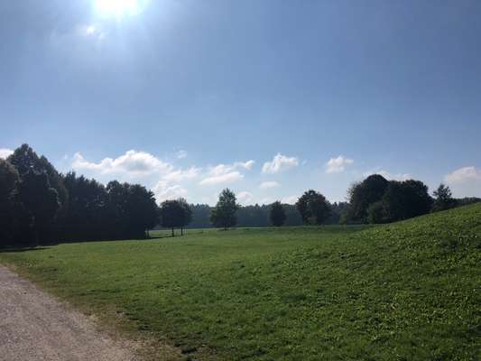 Hundeauslaufgebiet-Forstenrieder Park-Bild