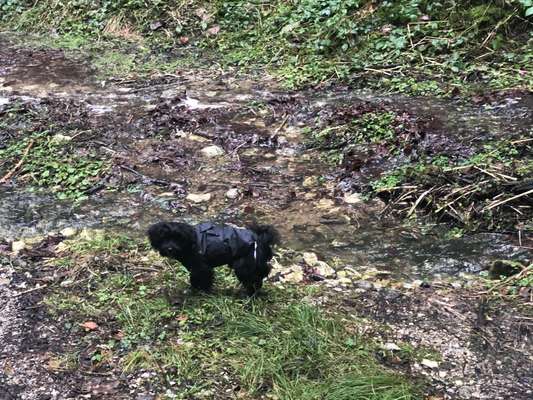 Fotochallenge No. 26                                     Wald und Wiese-Beitrag-Bild