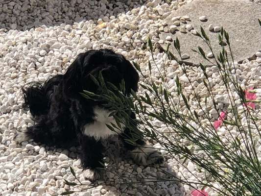 Die Dogorama Kalender Challenge 4/4-Beitrag-Bild