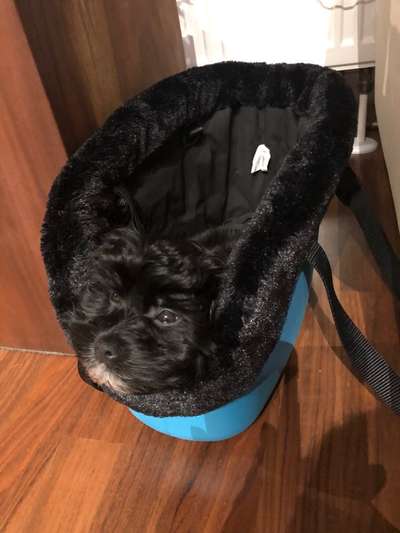 lustige Hunde Fotos-Beitrag-Bild