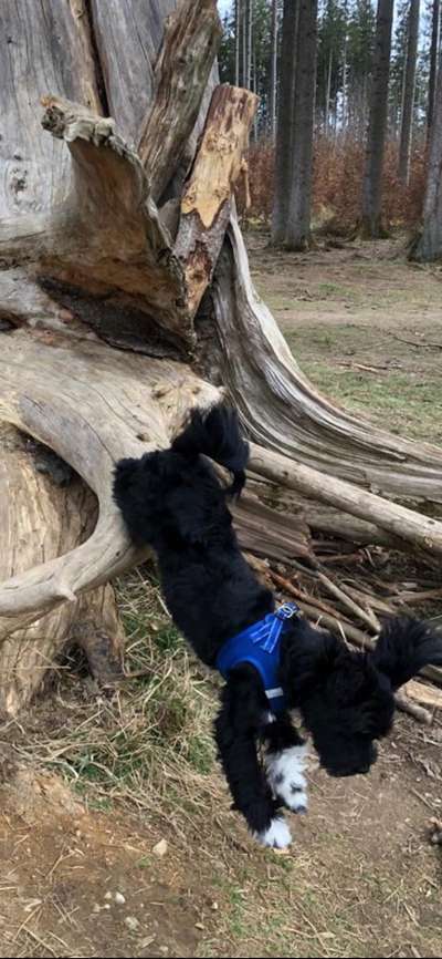 Die Dogorama Wochen Challenge-Beitrag-Bild