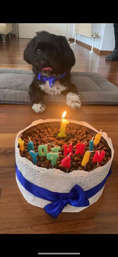 Fotochallenge Nr. 59 - Mein Hund zeigt die Zunge-Beitrag-Bild