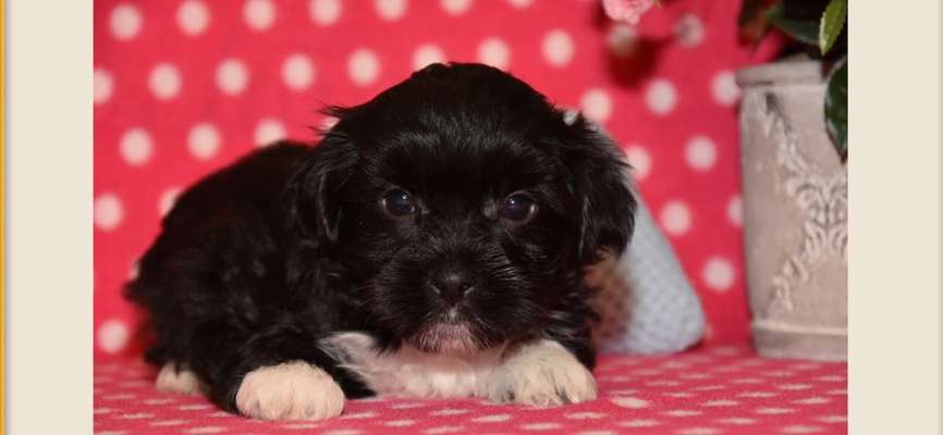 Das erste Bild eures Hundes-Beitrag-Bild