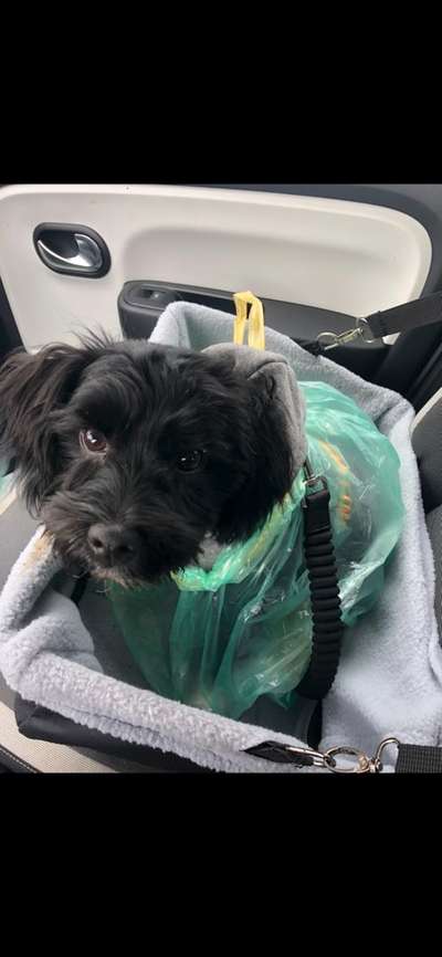 FOTOCHALLENGE 70 - Dein Hund im Auto-Beitrag-Bild