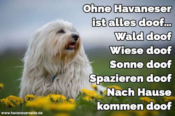 Havaneser dabei?:)-Beitrag-Bild