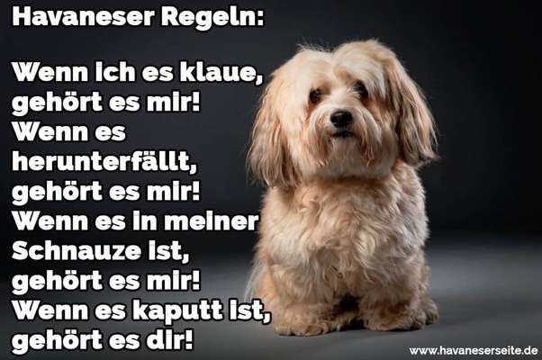 Havaneser dabei?:)-Beitrag-Bild