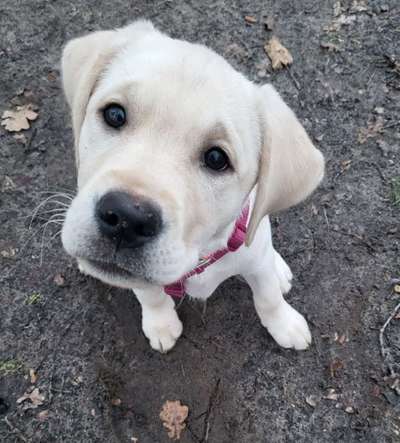 Labradorfans-Beitrag-Bild