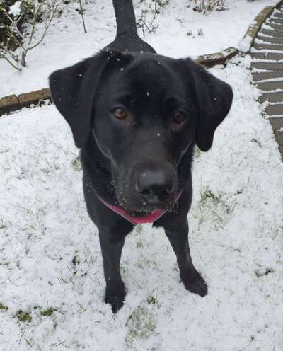 Labradorfans-Beitrag-Bild