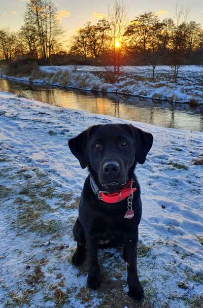 Labradorfans-Beitrag-Bild