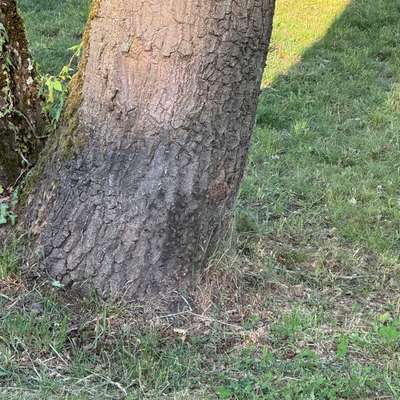 Giftköder-Eichenprozessionsspinner-Bild