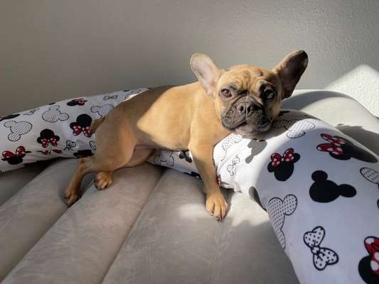 Wie heißt dein Hund?-Beitrag-Bild