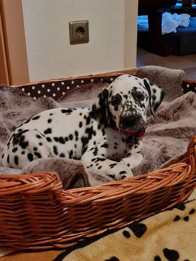 Welpen Bilder !-Beitrag-Bild