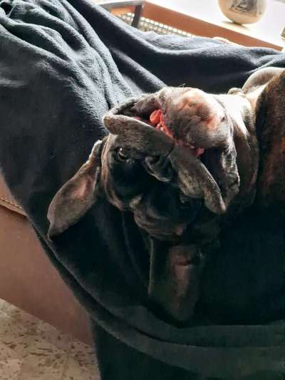 Lustigsten Grimassen von euren Hunden-Beitrag-Bild