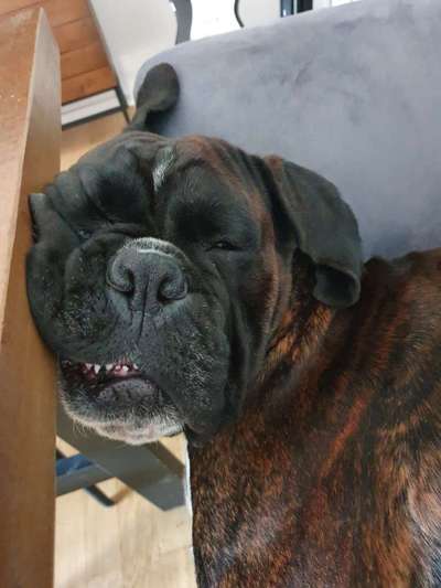 Lustigsten Grimassen von euren Hunden-Beitrag-Bild