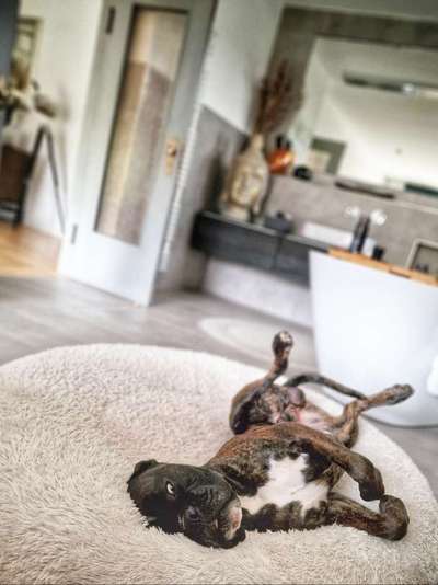 Lustigsten Grimassen von euren Hunden-Beitrag-Bild