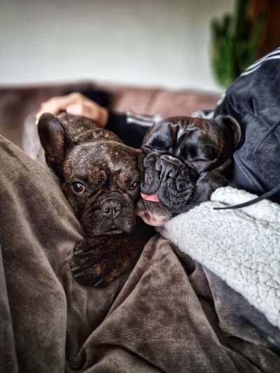 Lustigsten Grimassen von euren Hunden-Beitrag-Bild