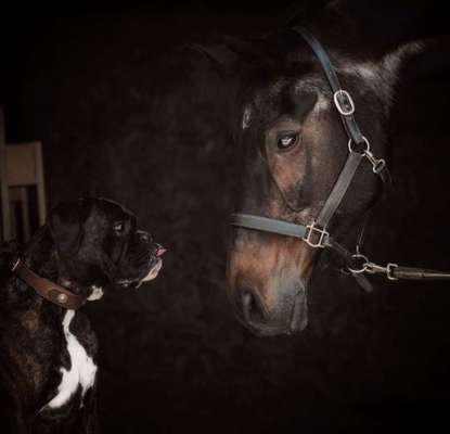 Lustigsten Grimassen von euren Hunden-Beitrag-Bild