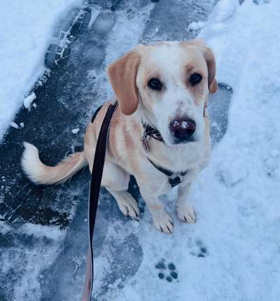 Hundetreffen-Social Walk-Bild