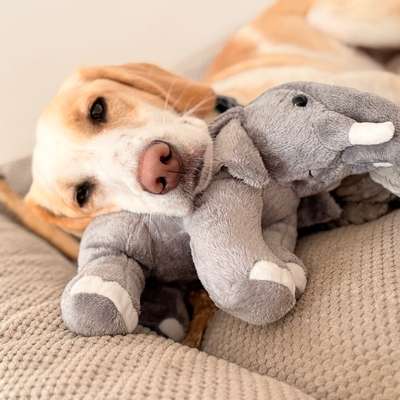 Hundetreffen-Gegenseitige Betreuung? 🐶-Bild