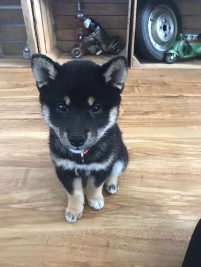 Welpen Bilder !-Beitrag-Bild