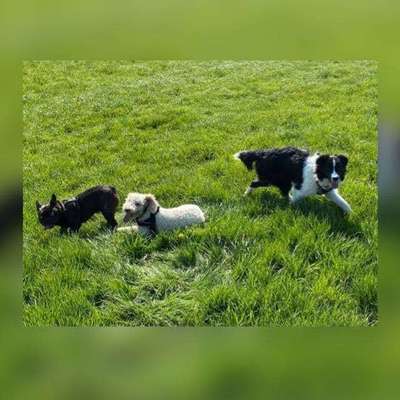 Hundetreffen-Hundespiel-Bild