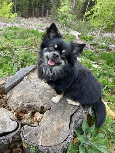 Hundetreffen-Gemeinsame Spaziergänge-Bild