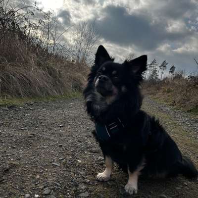 Hundetreffen-Hundefreunde gesucht 🐶-Bild