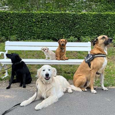 Giftköder-Hundetraining-Bild