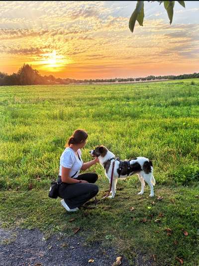 Hundetreffen-Training Hundebegegnung-Bild
