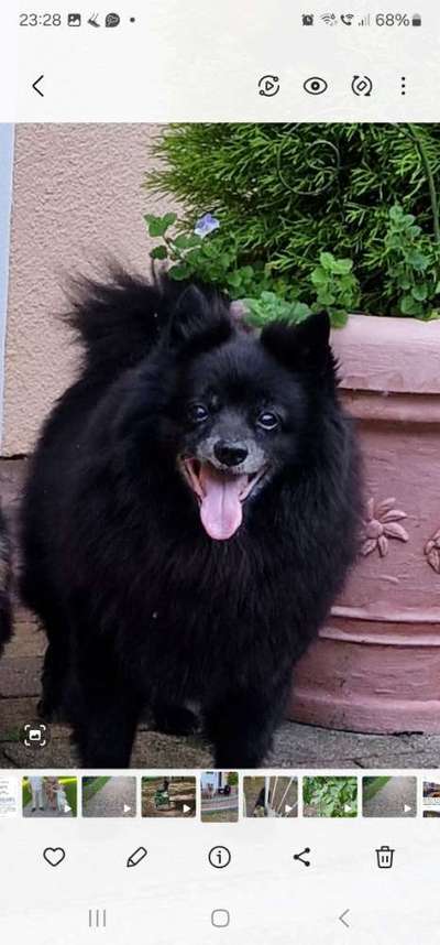 Spitz--Zwergspitz--kleinspitz---mittelspitz----Großspitz--Wolfsspitz-Beitrag-Bild