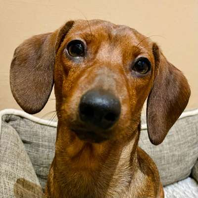 Dackelblick-Beitrag-Bild