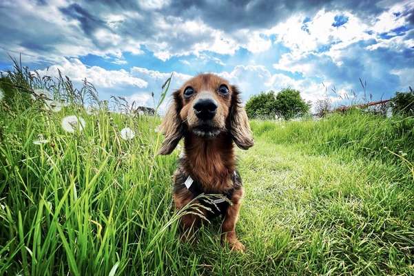 Fotochallenge Nr. 56 - geliebte Senioren-Beitrag-Bild