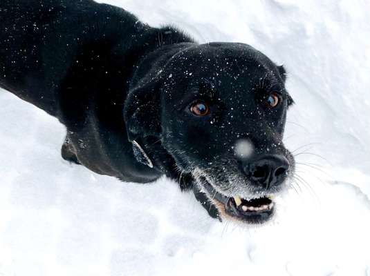 Fotochallenge 61 ~ Schnee-Beitrag-Bild