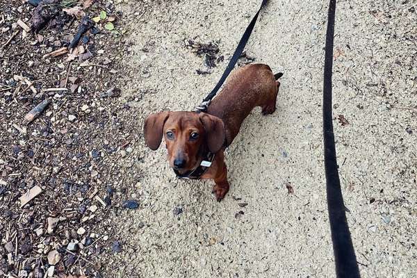 Reinrassige Hunde?-Beitrag-Bild