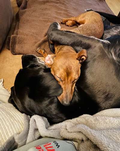 Dogorama Photo Challenge - Die besten Hundebuddys-Beitrag-Bild