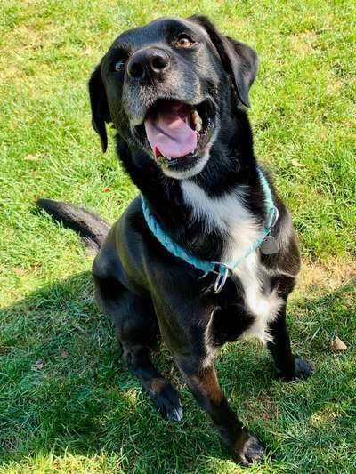 Fotochallenge Nr. 59 - Mein Hund zeigt die Zunge-Beitrag-Bild