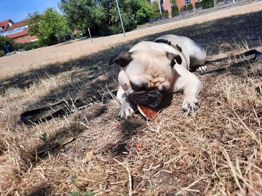 Dogorama Photo Challenge - Schattiges Plätzchen-Beitrag-Bild