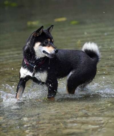 Dogorama-Monats-Challenge-Mai "Wasser"-Beitrag-Bild