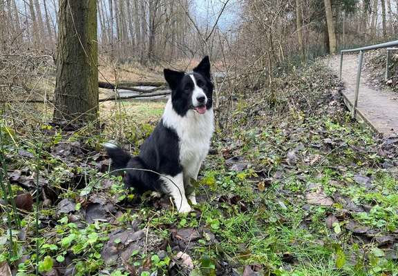 Hundetreffen-Spielgefährten/gassifreunde gesucht-Bild