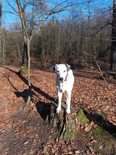 Dogorama Photo Challenge - Der Frühling kommt-Beitrag-Bild